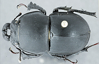 Colophon westwoodi, male. [image M. Cochrane, Iziko  ]