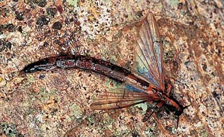 Atractocerus brevicornis