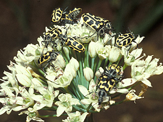 Astylus atromaculatus
