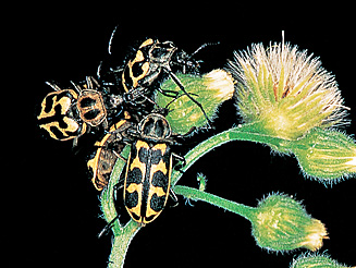 Astylus atromaculatus