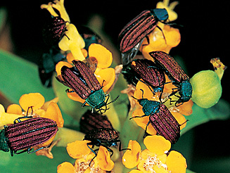 Melyris sp.