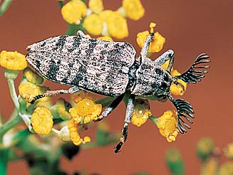 Rhipiceridae
