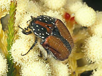 Trichostetha capensis