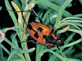 Campulipes limbatus