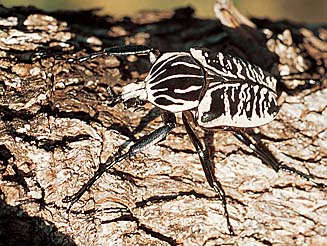Goliathus albosignatus
