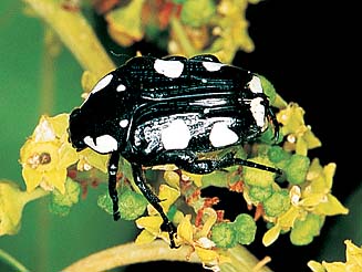 Mausoleopsis amabilis
