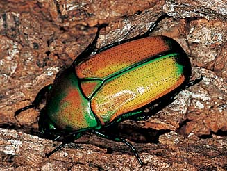Chlorocala africana