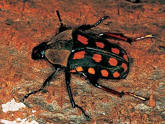 Mecynorrhina passerinii