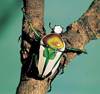 Taurhina splendens
