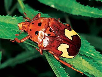 Anisorrhina flavomaculata