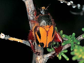 Heterochelus chiriagricus