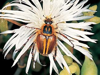 Lepithrix pseudolineata