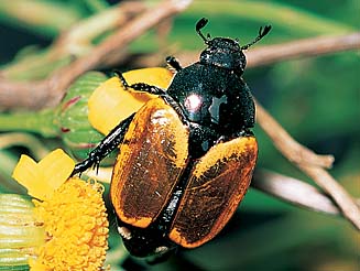 Popillia biguttata
