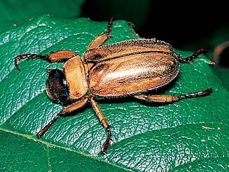 Adoretus ictericus