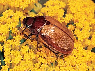 Hypopholis sommeri