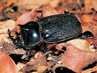 Cyphonistes vallatus