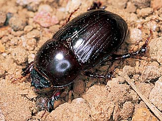 Heteronychus arator