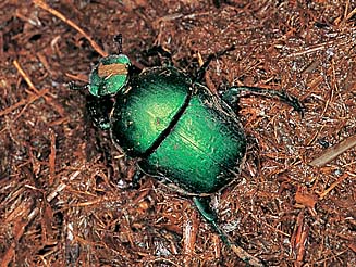 Garreta nitens