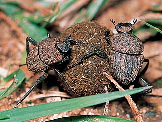 Sisyphus sp.