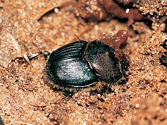 Proagoderus aciculatus