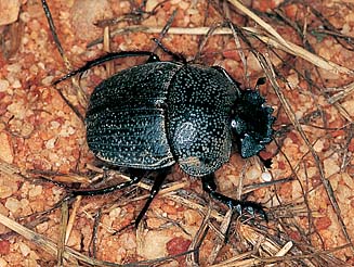Scarabaeus rugosus