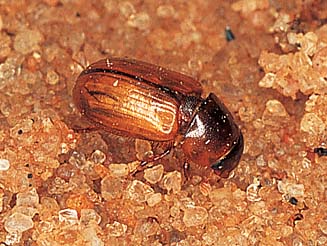 Aphodius sp.