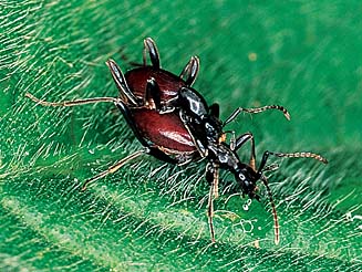 Mastigus sp.