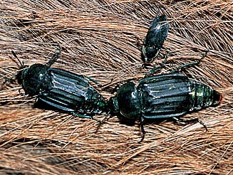Thanatophilus mutilatus