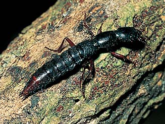 Dolicaon sp.