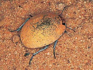 Zophosis testudinaria