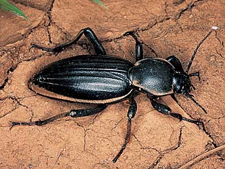 Psammodes bertolonii