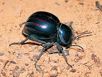 Psammodes striatus