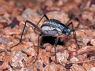 Stenocara gracilipes