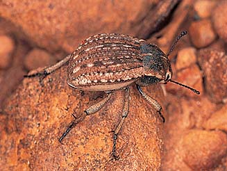 Cryptochile assimilis