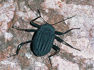 Eupezus natalensis