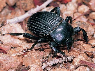 Gonopus tibialis