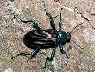 Strongylium purpuripenne