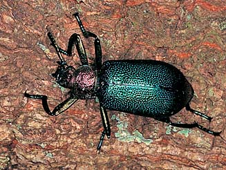 Metallonotus aerugineus