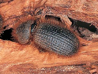 Emmallus australis
