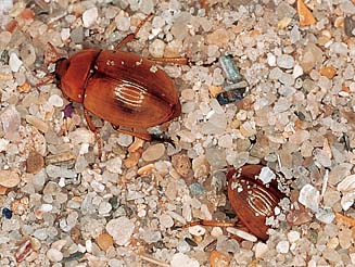 Pachyphaleria capensis