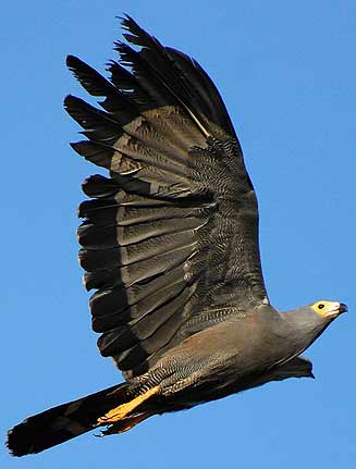 Polyboroides typus (African harrier-hawk, Gymnogene) 