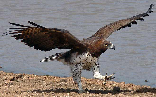 Polemaetus bellicosus (Martial eagle) 