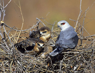 Elanus caeruleus (Black-shouldered kite)