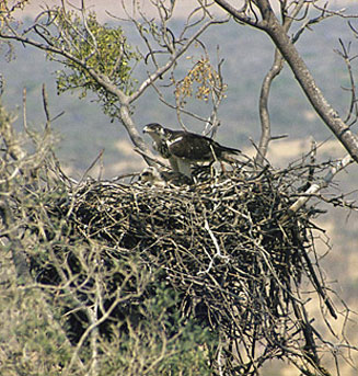 Aquila wahlbergi (Wahlberg's eagle)