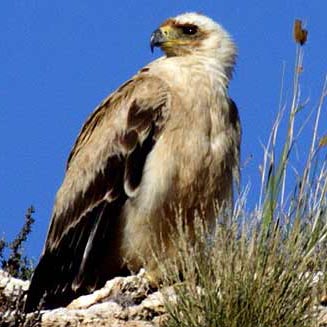 Aquila rapax (Tawny eagle) 