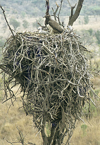 Polemaetus bellicosus (Martial eagle) 