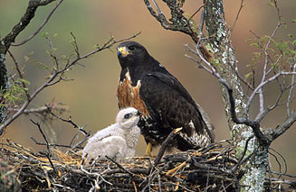 Buteo rufofuscus (Jackal buzzard) 