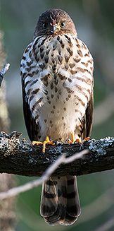 Accipiter minullus (Little sparrowhawk)
