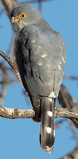 Accipiter minullus (Little sparrowhawk)