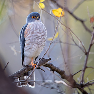 Accipiter minullus (Little sparrowhawk)